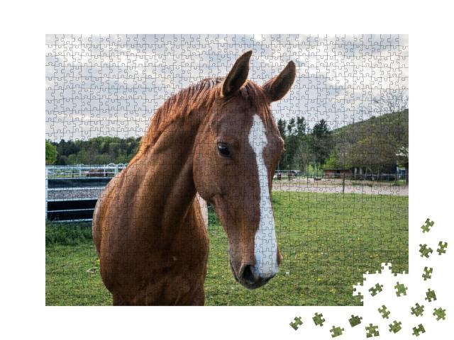 Puzzle de 1000 pièces « Gros plan sur un cheval brun à la pâleur blanche »