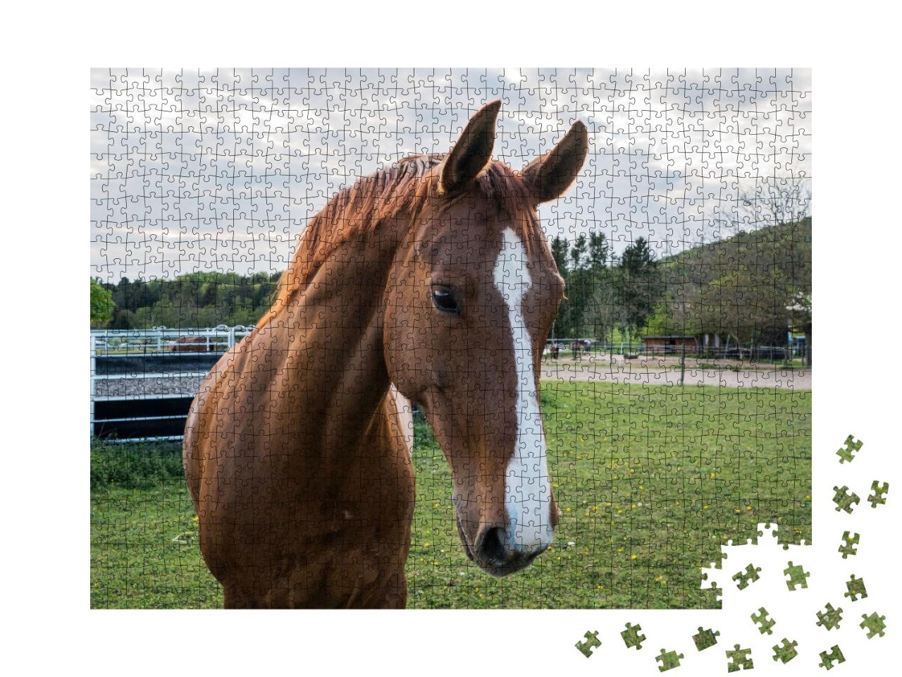 Puzzle de 1000 pièces « Gros plan sur un cheval brun à la pâleur blanche »