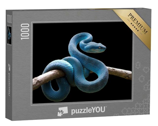 Puzzle de 1000 pièces « Couleuvre vipérine bleue sur branche, Trimeresurus Insularis »