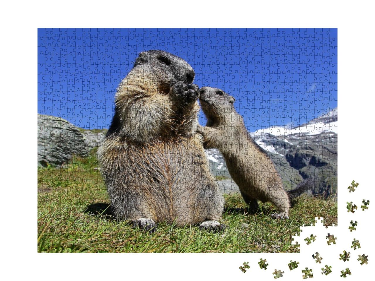 Puzzle de 1000 pièces « Mère marmotte avec son petit curieux, Autriche »