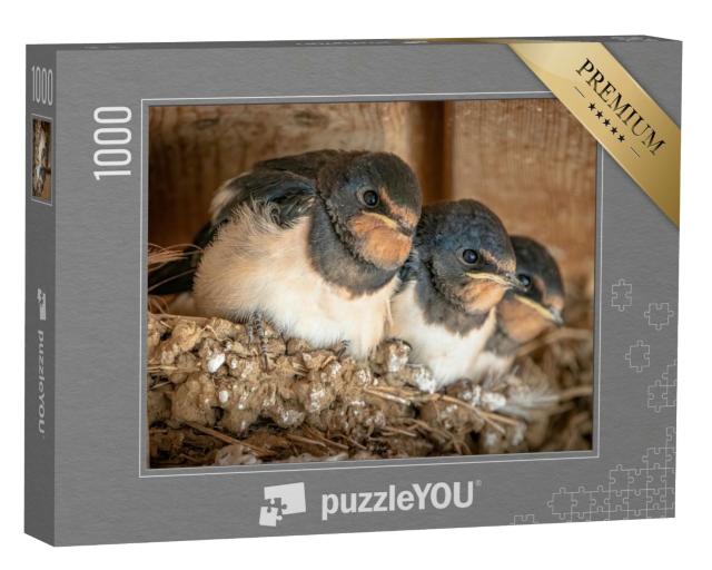 Puzzle de 1000 pièces « De jolis oisillons d'hirondelles dans leur nid »