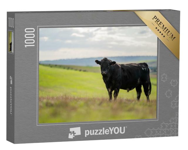 Puzzle de 1000 pièces « Bœuf noir dans un pâturage en Australie »