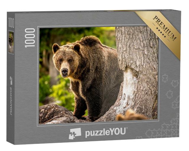 Puzzle de 1000 pièces « Un grizzly adulte se promène dans la forêt »