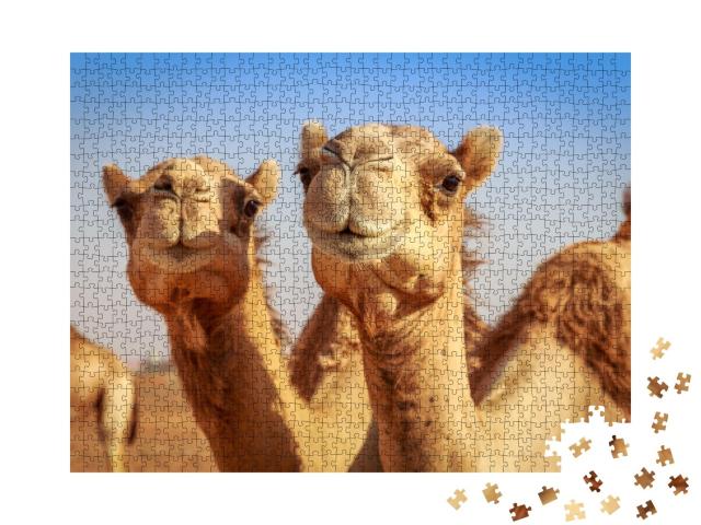 Puzzle de 1000 pièces « Chameaux en liberté en Arabie »