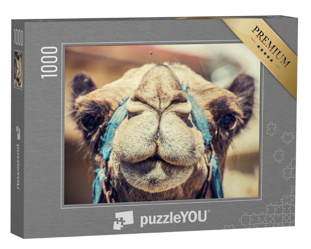Puzzle de 1000 pièces « Gros plan sur un chameau »