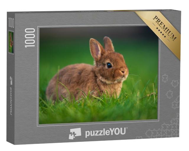 Puzzle de 1000 pièces « Bébé lapin sur l'herbe verte »