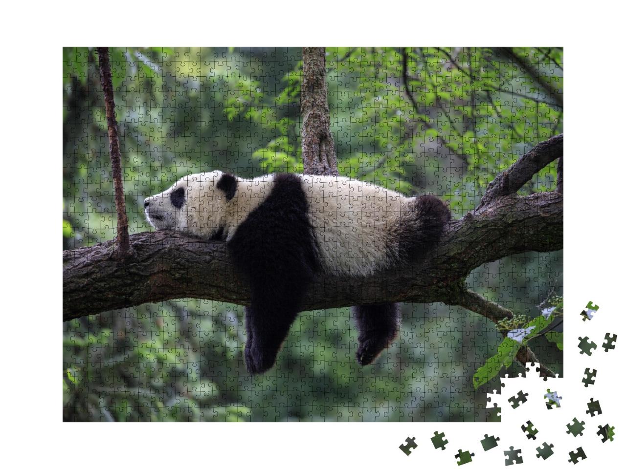 Puzzle de 1000 pièces « Panda endormi sur une branche d'arbre, réserve naturelle de Bifengxia, Chine »