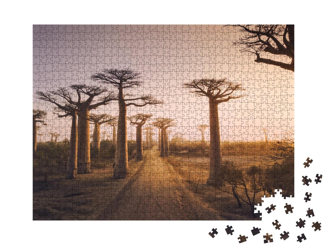 Puzzle de 1000 pièces « Baobabs au coucher du soleil, baobab à Madagascar »