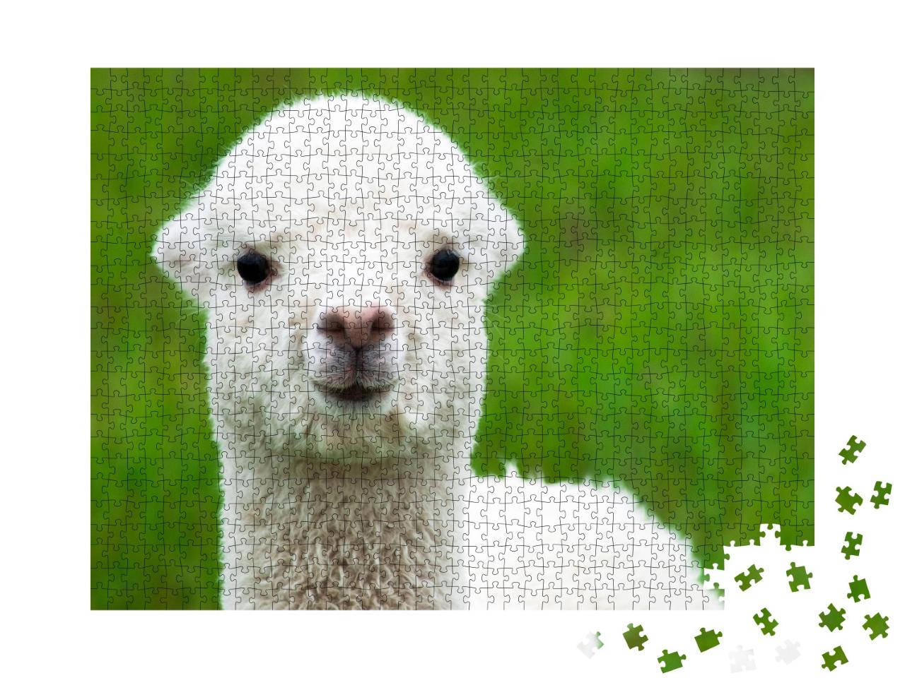 Puzzle de 1000 pièces « Adorable bébé alpaga blanc »