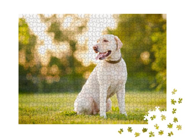 Puzzle de 1000 pièces « Labrador retriever attentif »