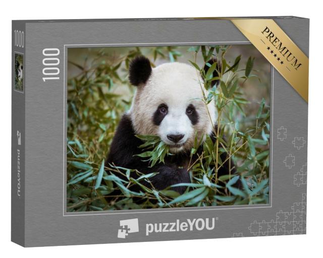 Puzzle de 1000 pièces « Panda géant, la bouche pleine de bambous »