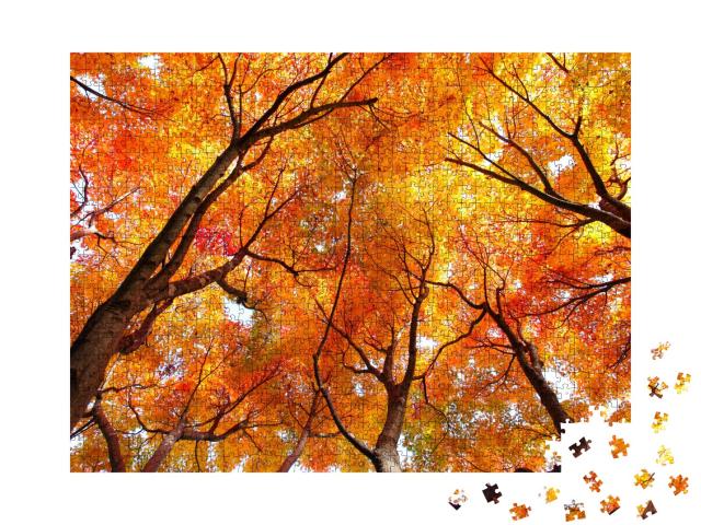 Puzzle de 1000 pièces « Les érables en automne »