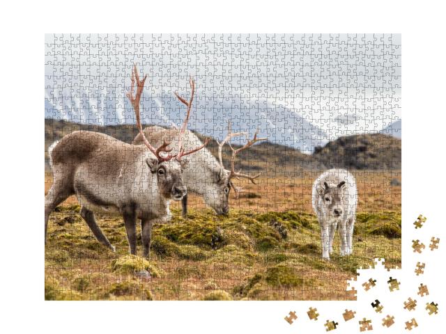 Puzzle de 1000 pièces « Famille de rennes broutant, Svalbard »