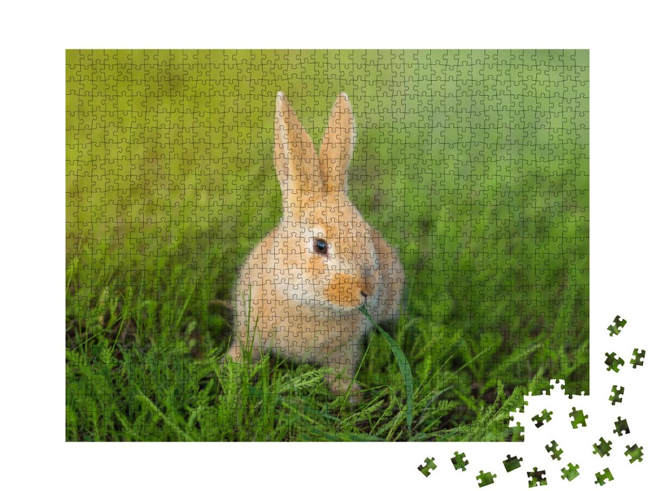Puzzle de 1000 pièces « Mignon lapin mâchant l'herbe verte »