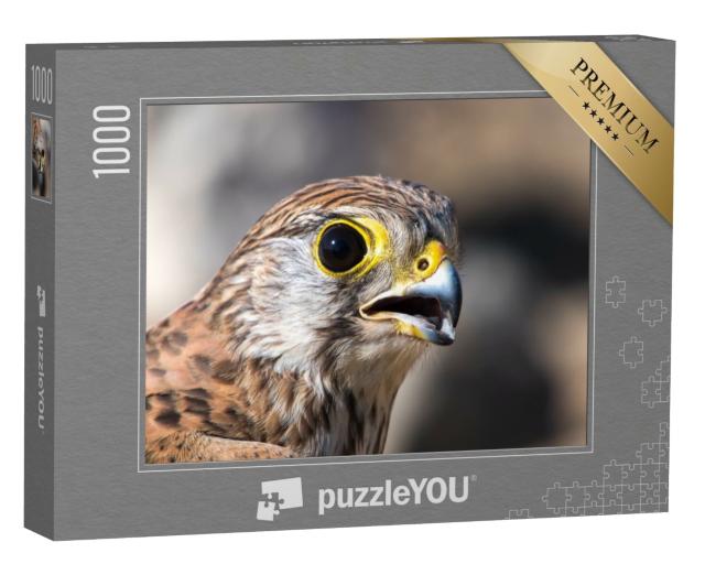 Puzzle de 1000 pièces « Portrait d'un faucon crécerelle »