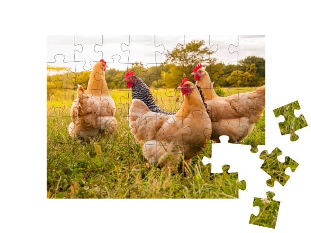 Puzzle de 48 pièces « Poulets dans la prairie »