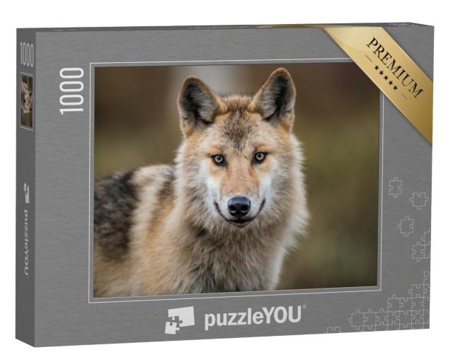Puzzle de 1000 pièces « Portrait d'un loup gris, aussi connu sous le nom de Timberwolf »