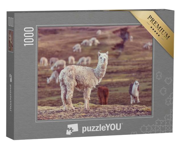 Puzzle de 1000 pièces « Un alpaga péruvien, Andes »