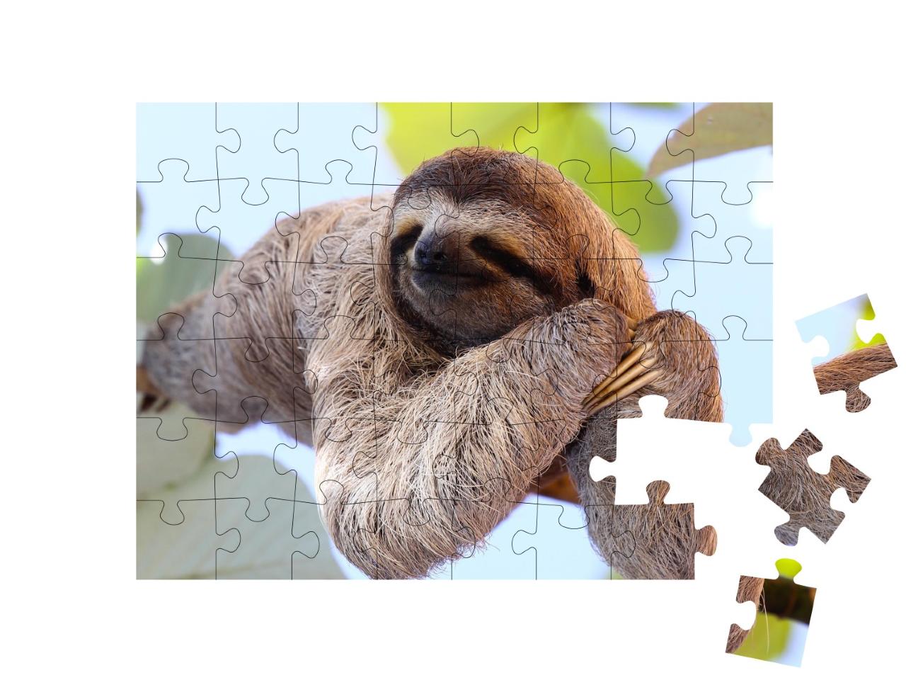 Puzzle de 48 pièces « Un paresseux heureux accroché à un arbre »
