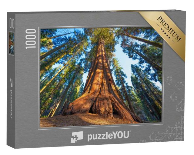 Puzzle de 1000 pièces « Un séquoia géant au coucher du soleil »