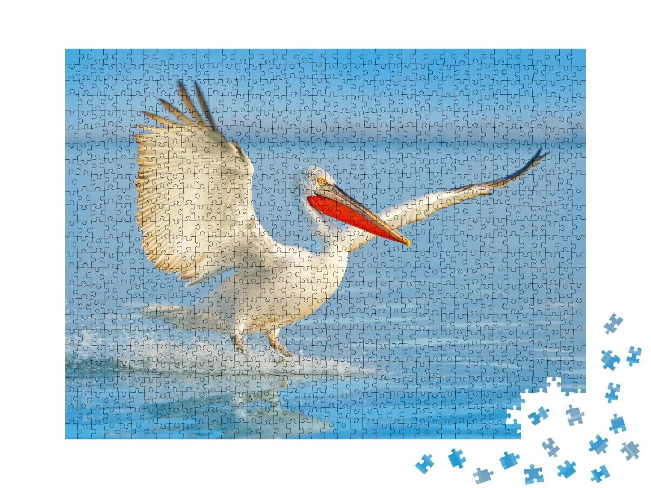 Puzzle de 1000 pièces « Pélican frisé à son atterrissage dans le lac »