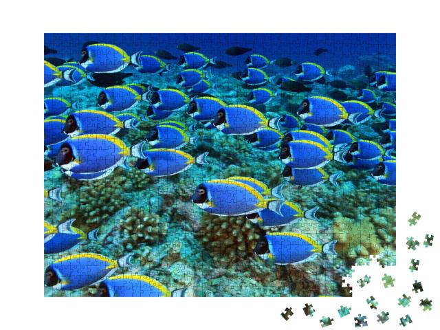 Puzzle de 1000 pièces « Banc de poissons-docteurs dans le récif corallien »