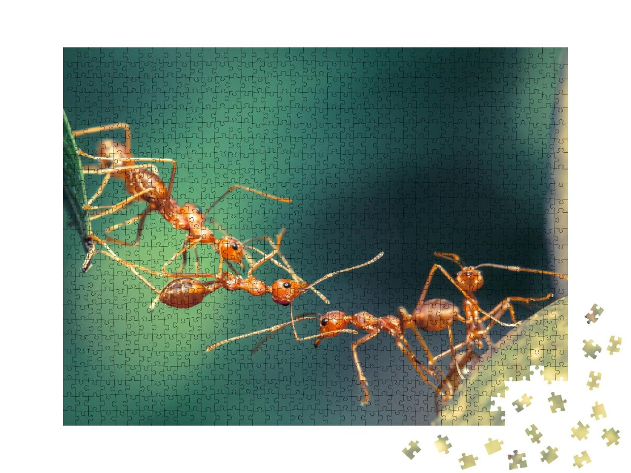 Puzzle de 1000 pièces « Pont unifié pour les fourmis »