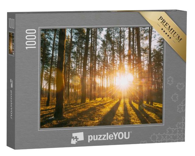 Puzzle de 1000 pièces « Rayons de soleil dans la forêt »