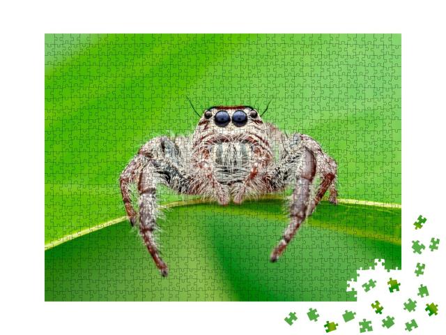 Puzzle de 1000 pièces « Hyllus - l'araignée-araignée, également connue sous le nom d'araignée géante ou d'araignée sauteuse »