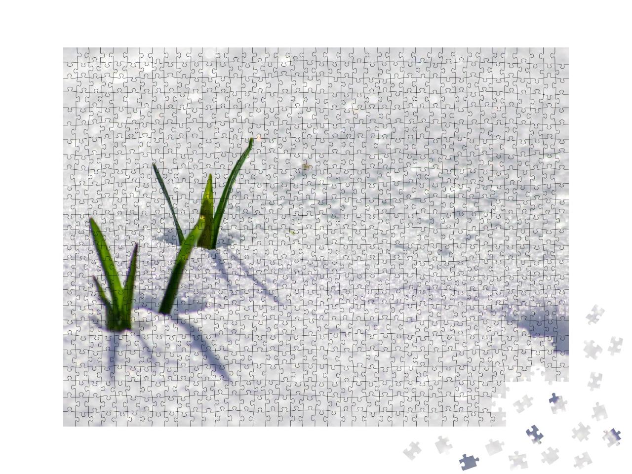 Puzzle de 1000 pièces « Le vert frais clignote à travers le manteau neigeux »