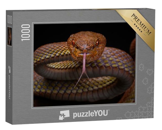Puzzle de 1000 pièces « Serpent venimeux Vipère de Manggrove »