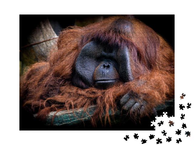 Puzzle de 1000 pièces « L'orang-outan de Bornéo mâle, Pongo pygmaeus »