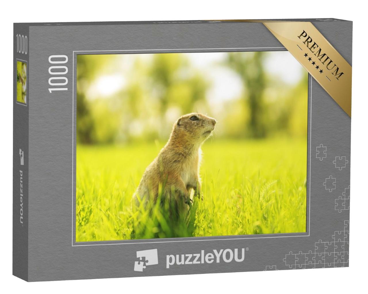 Puzzle de 1000 pièces « Marmotte dans une prairie ensoleillée »