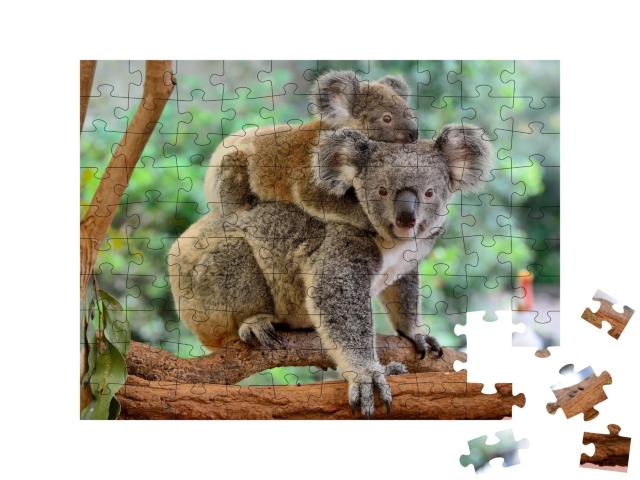 Puzzle de 100 pièces « Mère koala avec bébé sur le dos sur un eucalyptus »