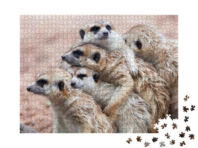Puzzle de 1000 pièces « Les suricates s'enlacent par un jour de pluie »