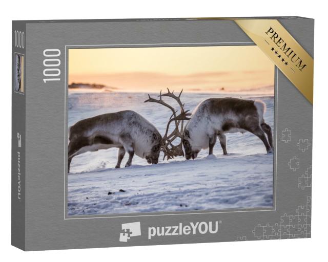 Puzzle de 1000 pièces « Deux rennes en pleine épreuve de force, Svalbard du Sud »