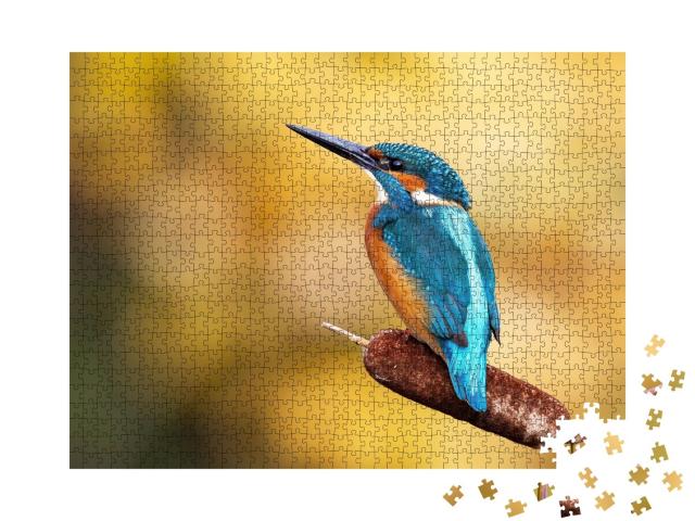 Puzzle de 1000 pièces « Un martin-pêcheur mâle au plumage magnifique »