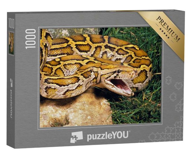 Puzzle de 1000 pièces « Python indien »