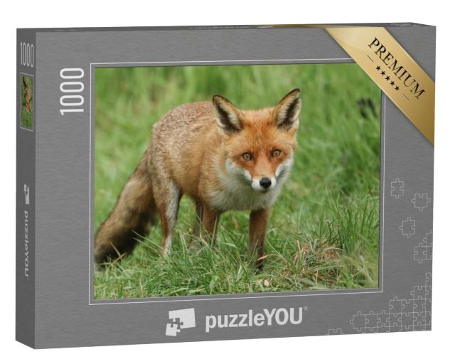 Puzzle de 1000 pièces « Magnifique renard roux sauvage »