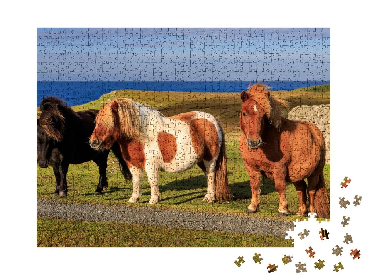 Puzzle de 1000 pièces « Trois poneys Shetland sur la côte écossaise »