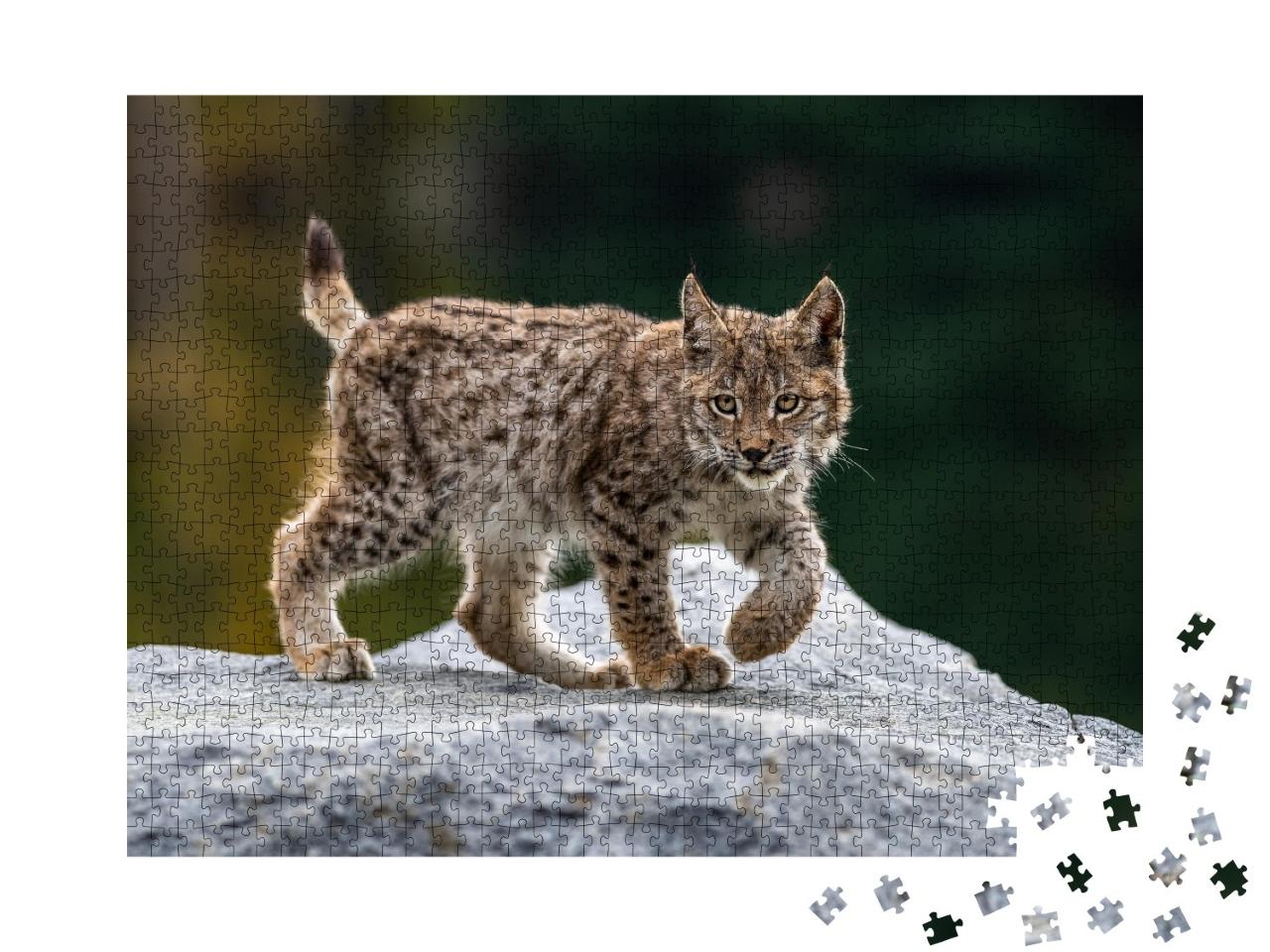 Puzzle de 1000 pièces « Jeune lynx attentif »