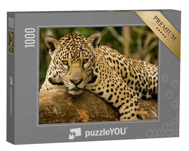 Puzzle de 1000 pièces « Le jaguar »