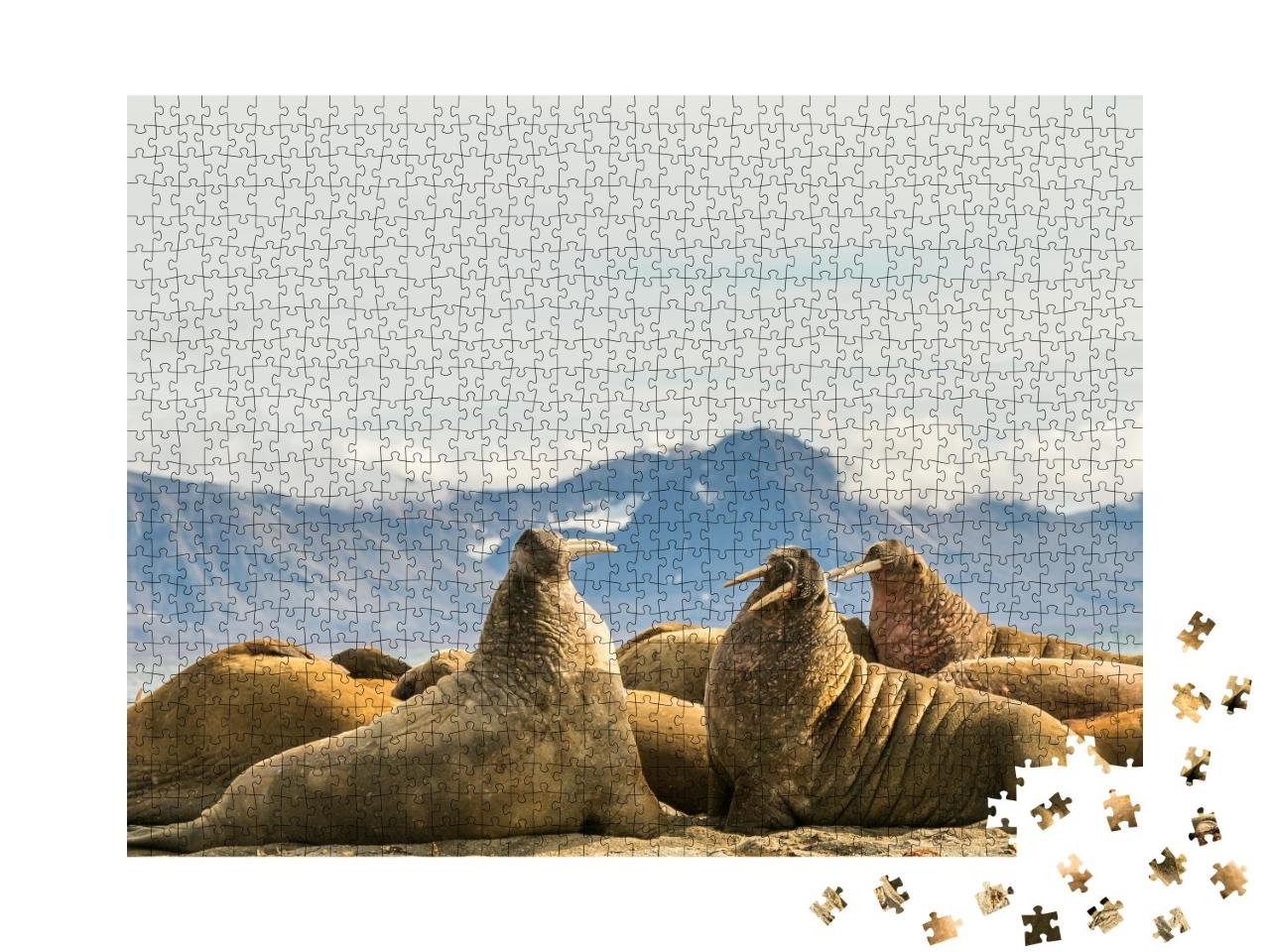 Puzzle de 1000 pièces « Groupe de morses au soleil sur Prins Karls Forland, Svalbard »