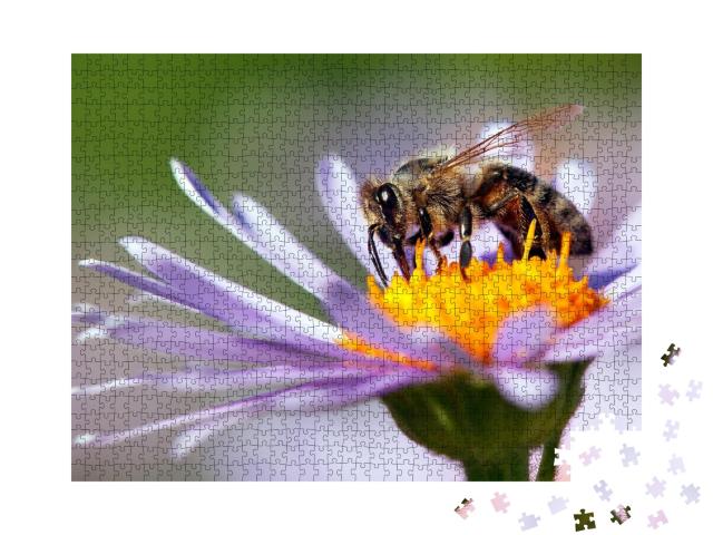 Puzzle de 1000 pièces « Une abeille à miel sur une fleur »