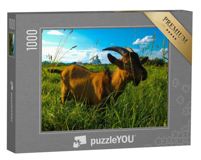 Puzzle de 1000 pièces « Chèvre domestique mangeant de l'herbe juteuse dans un champ d'un village »