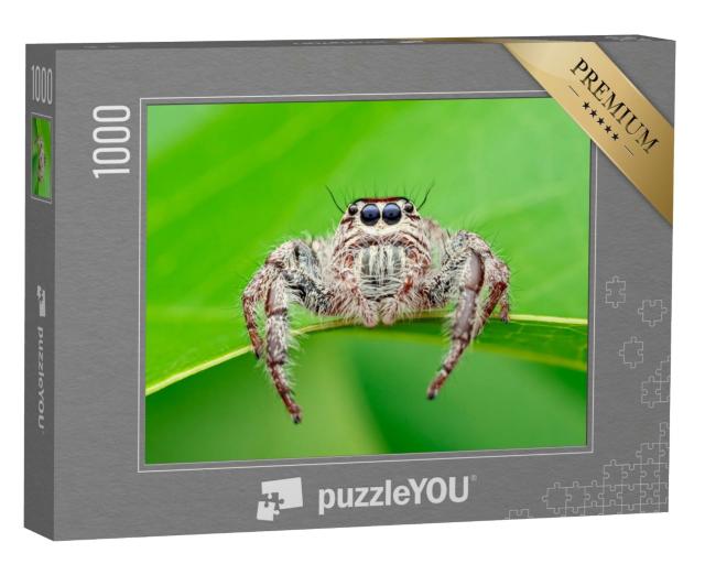 Puzzle de 1000 pièces « Hyllus - l'araignée-araignée, également connue sous le nom d'araignée géante ou d'araignée sauteuse »