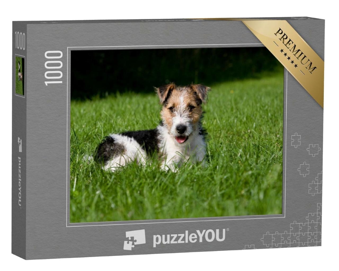 Puzzle de 1000 pièces « Chiot fox-terrier à poil dur dans l'herbe »