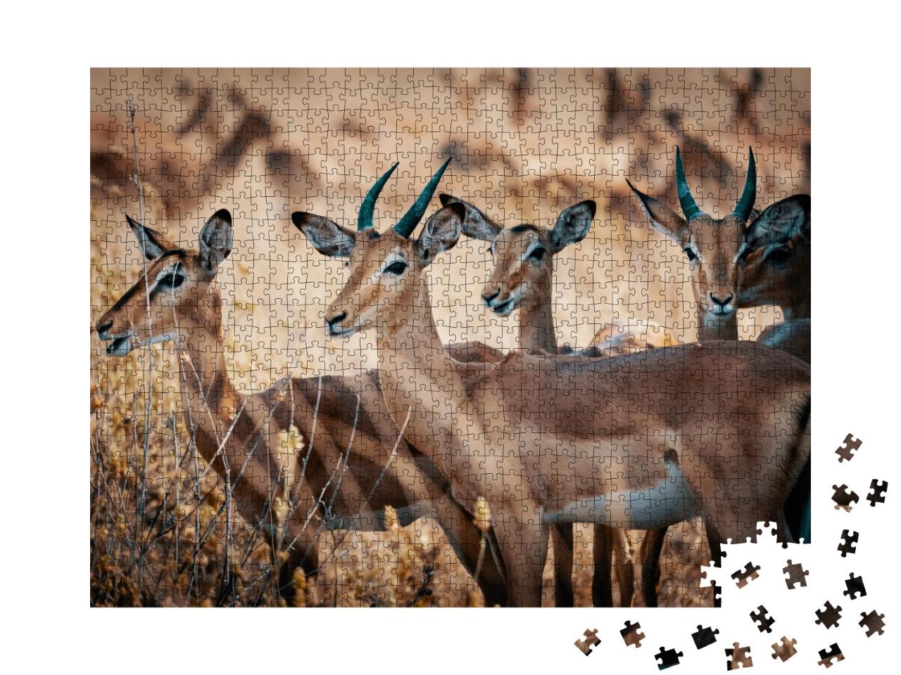 Puzzle de 1000 pièces « Un groupe d'antilopes impala dans le parc national de Chobe, Botswana »