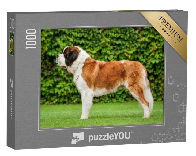 Puzzle de 1000 pièces « Saint-Bernard sur la pelouse »