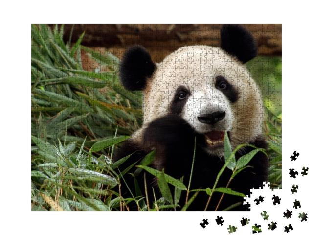 Puzzle de 1000 pièces « Le grand panda savoure son repas en bambou »